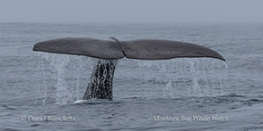 Sperm Whale fluking up for a dive photo by Daniel Bianchetta