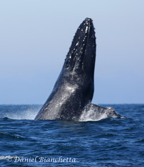 Head-slapping Humpback Whale, photo by Daniel Bianchetta