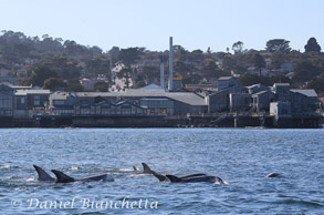 Risso's Dolphins by the Monterey Bay Aquarium, photo by Daniel Bianchetta