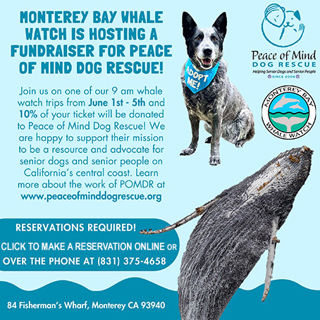 Peace of Mind Dog Rescue fundraiser