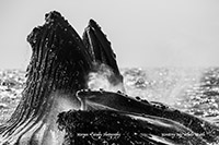 Humpback Whales feeding photo by Morgan Quimby