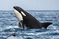 Killer Whale photo by Morgan Quimby