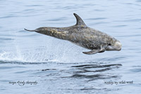 Risso's Dolphin photo by Morgan Quimby