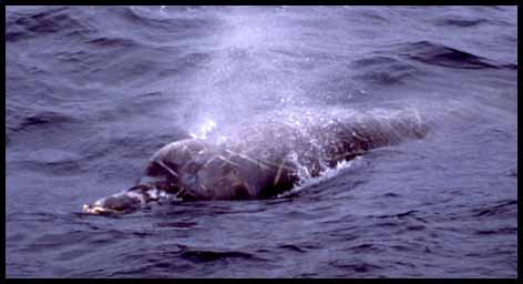 Baird's beaked whale (18K)