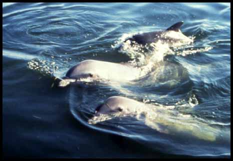 Bottlenose dolphins (24K)