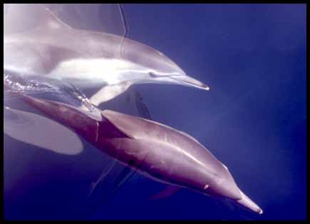 Common dolphin (13K)