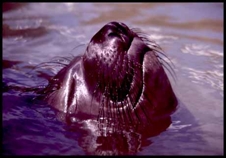 elephant seal (21K)
