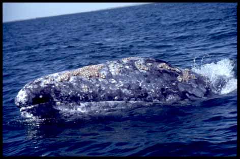 Gray whale (27K)