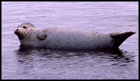harbor seal (20K)