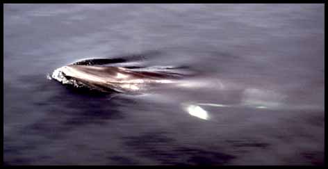 Minke whale (11K)
