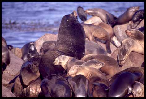 California sea lions (26K)