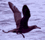 Thumbnail of albatross