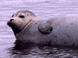 Thumbnail of harbor seal