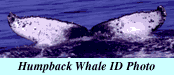 Humpback Whale ID photo