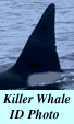 Killer Whale ID photo