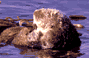 Thumbnail of sea otter