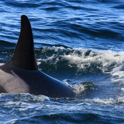 a man riding a wave on a surfboard in the water