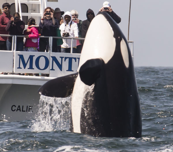 1343Killer_whale_breaches_to_celebrate_successful_hunt a man riding a surfboard in the water