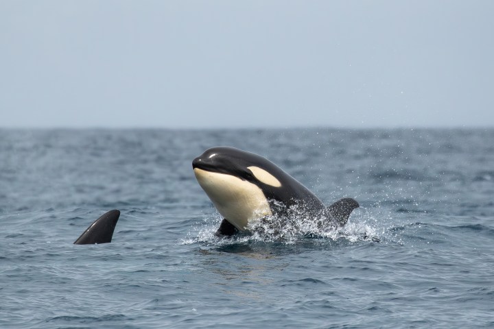 two orcas