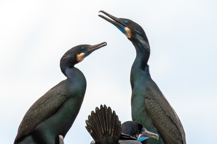 a bird sitting on top of each other