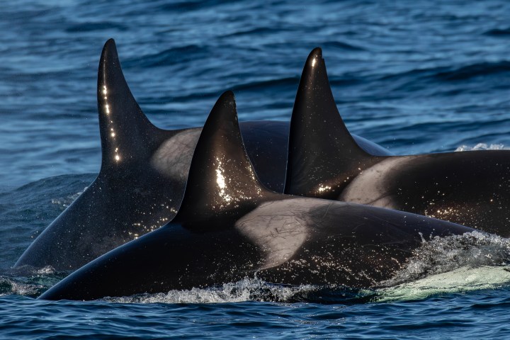 a group of three orcas