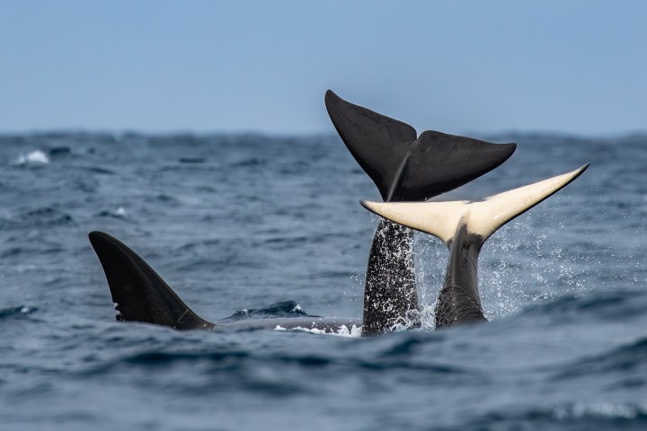 a group of killer whales