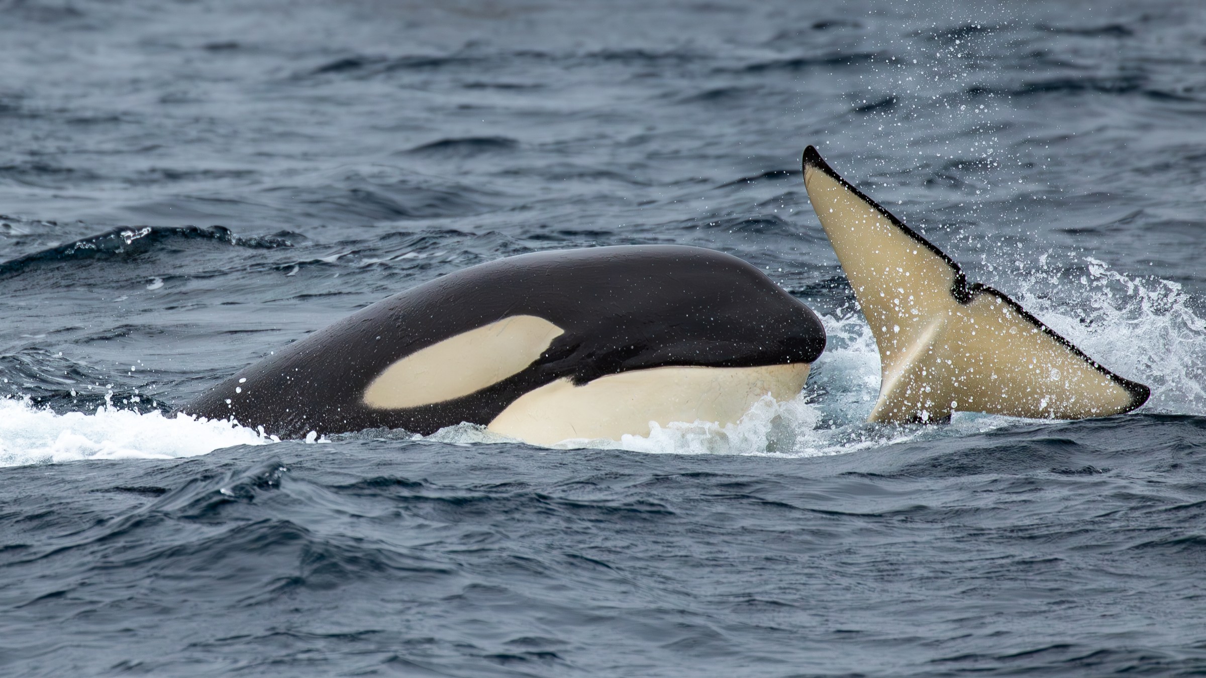 orca surfacing next to another orca's fluke above the surface