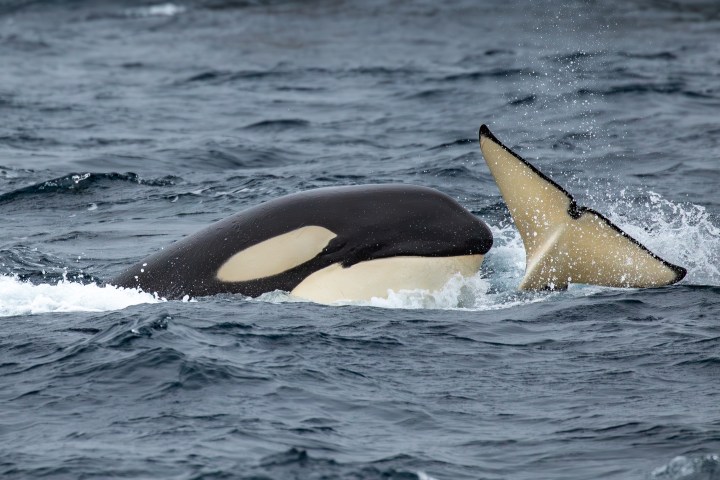orca surfacing next to another orca's fluke above the surface