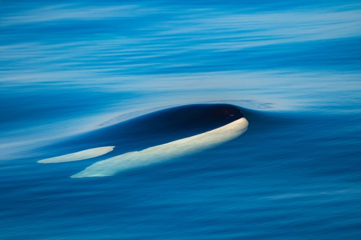 a killer whale swimming