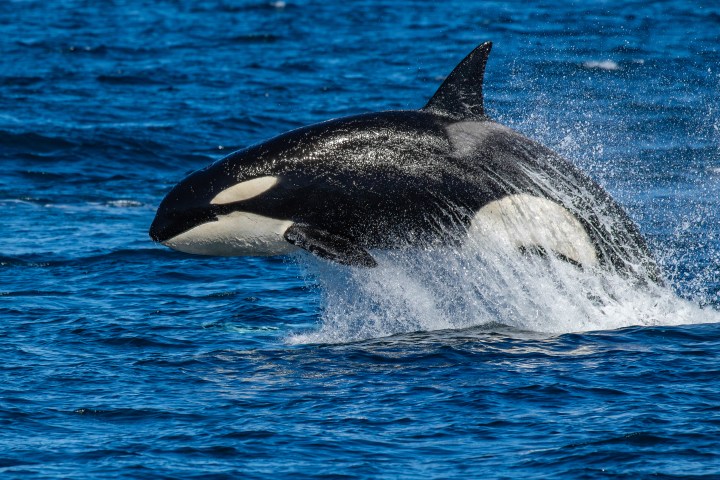 orca breaching