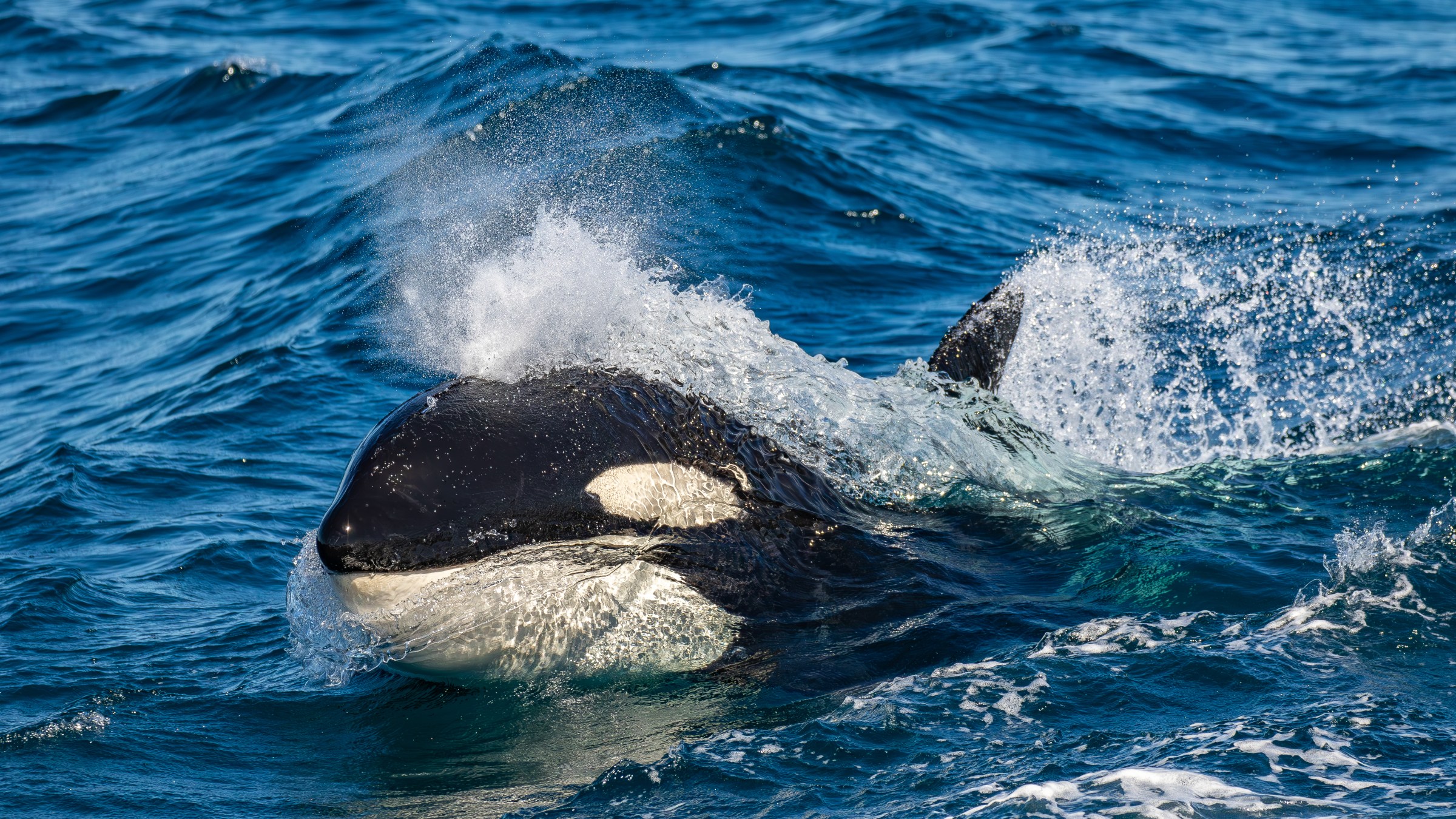 killer whale
