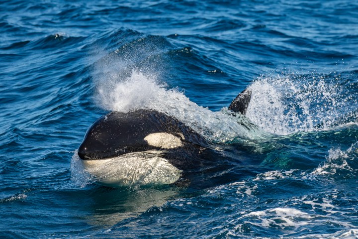 killer whale