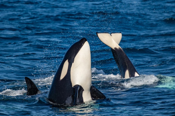 two killer whales