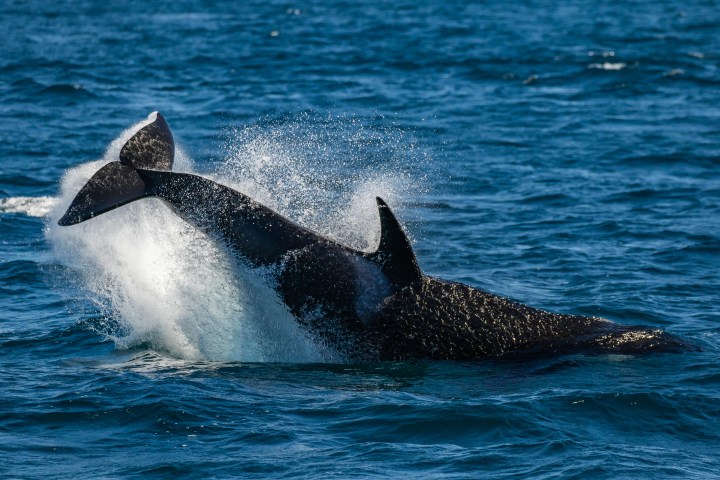 An orca tail-lobbing