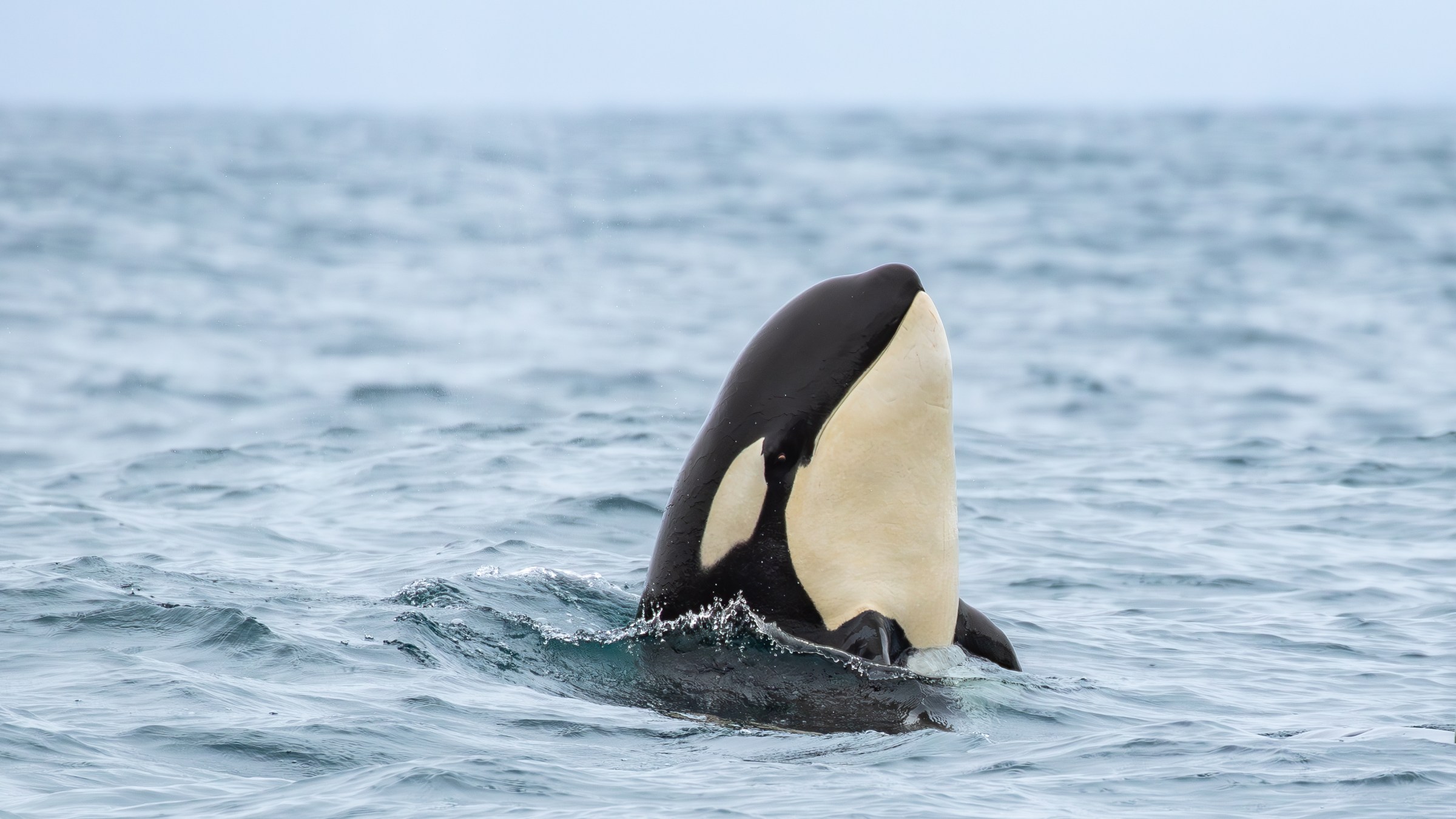 Killer whale spy-hopping