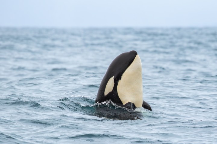Killer whale spy-hopping
