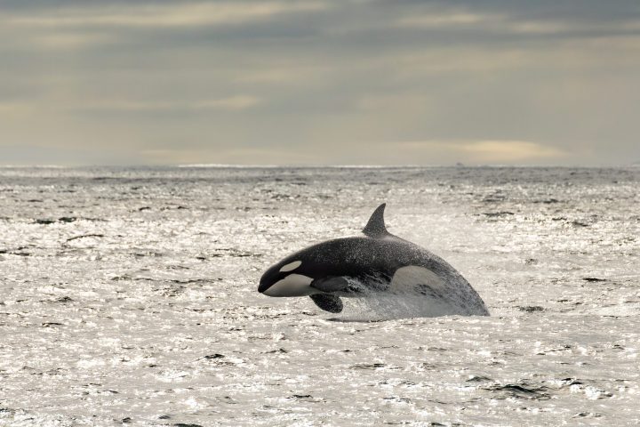 Orca breaching