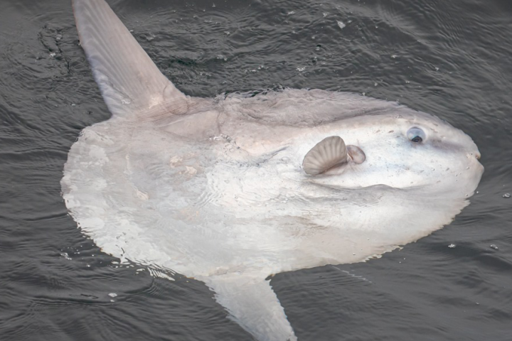 a fish swimming under water