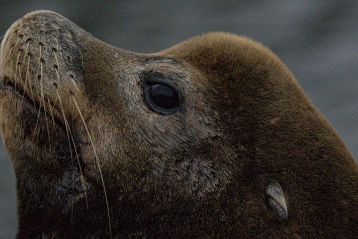 a close up of a seal