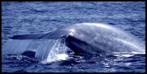 a whale jumping out of the water