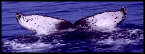a whale jumping out of the water