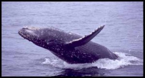 a whale jumping out of the water