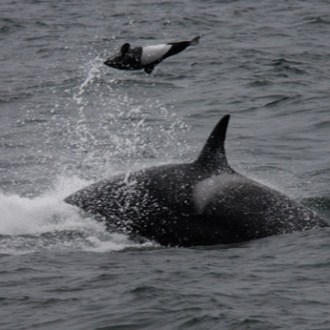 a whale jumping out of the water