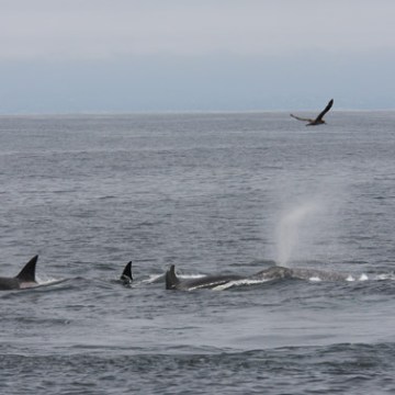a whale jumping out of the water
