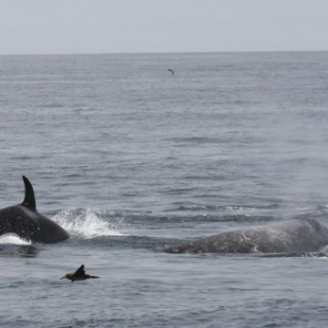 a whale jumping out of the water