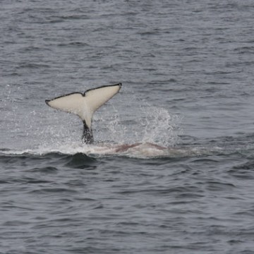 a dolphin swimming in a body of water