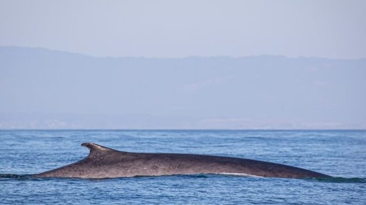 a whale jumping out of the water