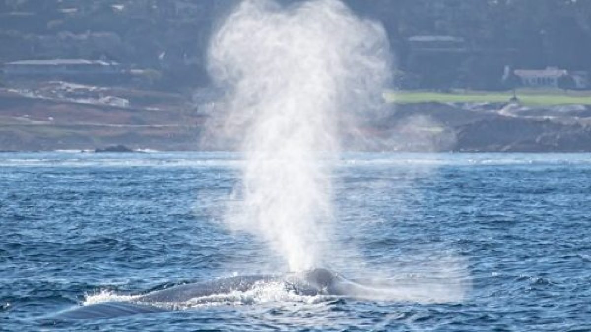 a whale jumping out of the water