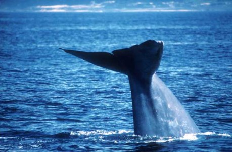 a whale jumping out of the water