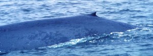 a whale jumping out of the water
